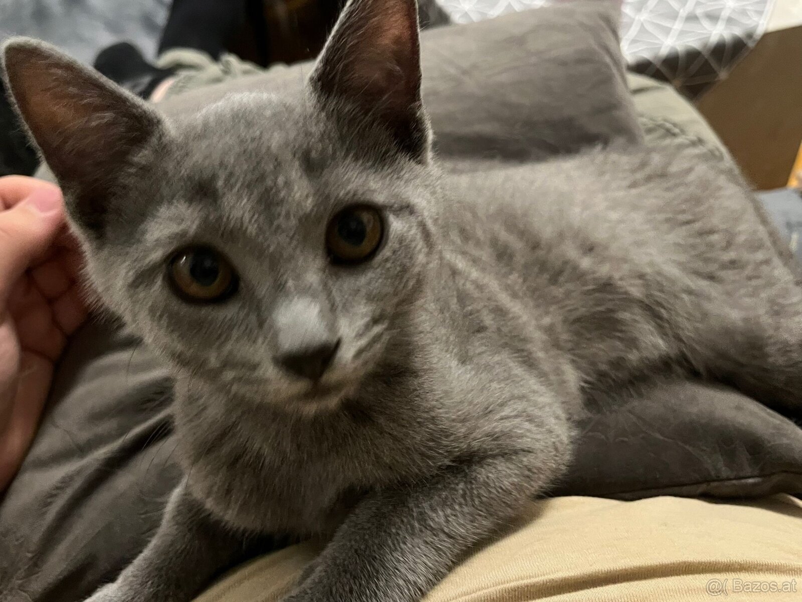 BKH katzen 2 Männchen und 2 Weibchen - 6