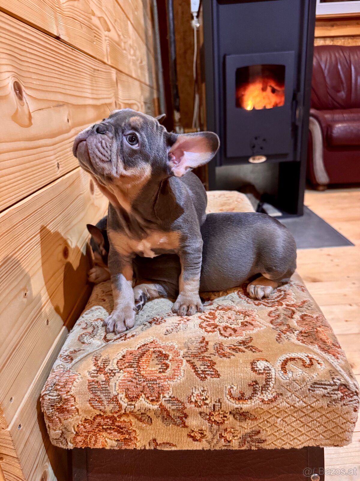 Französischen Bulldoggen Welpen - 6