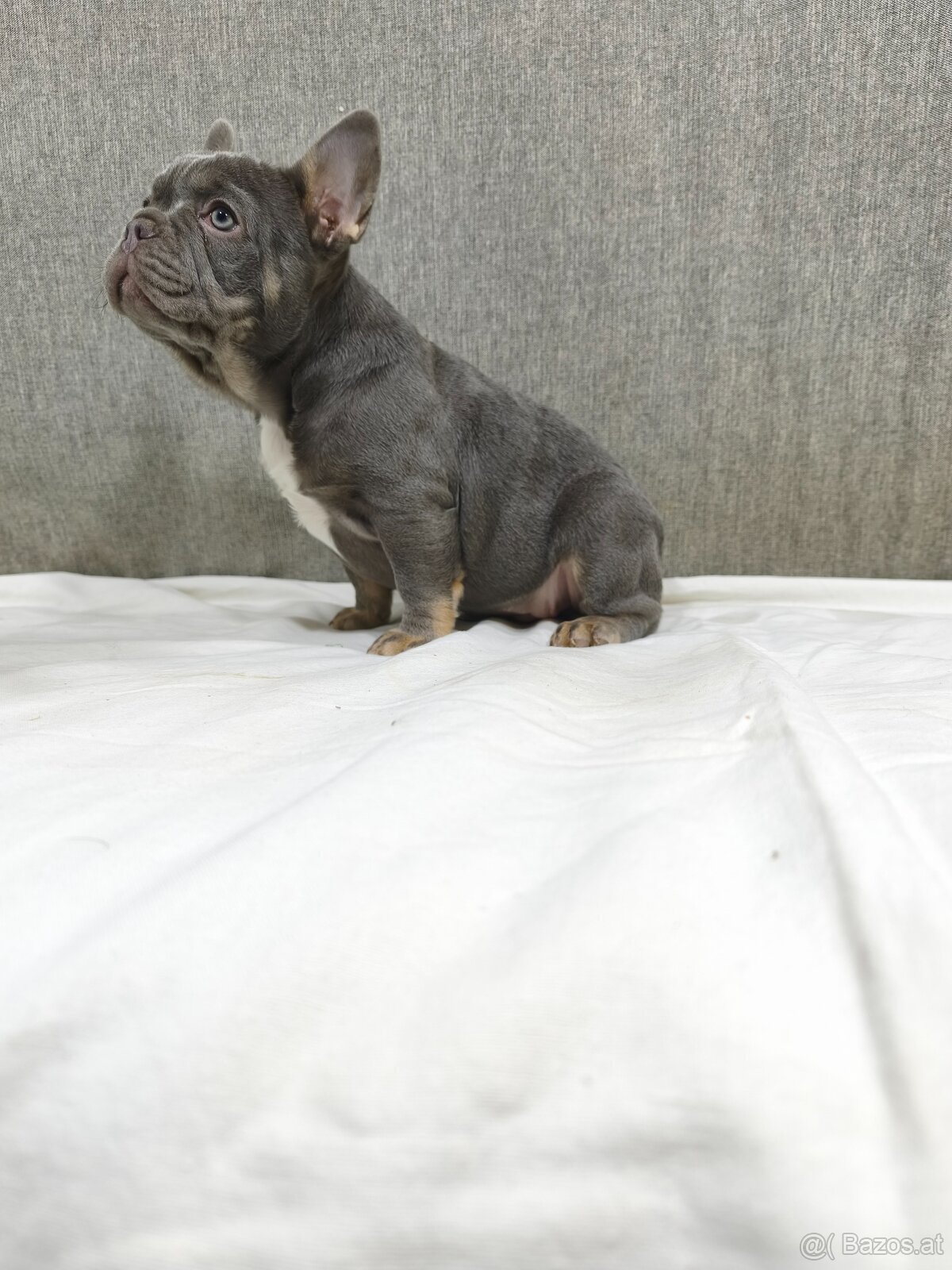 Französischen Bulldog - 6