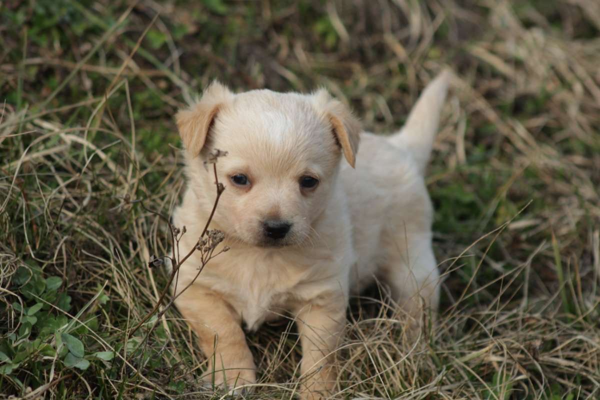 Mu-Chi (Mudi x Chihuahua) Welpen zu verkaufen - 6