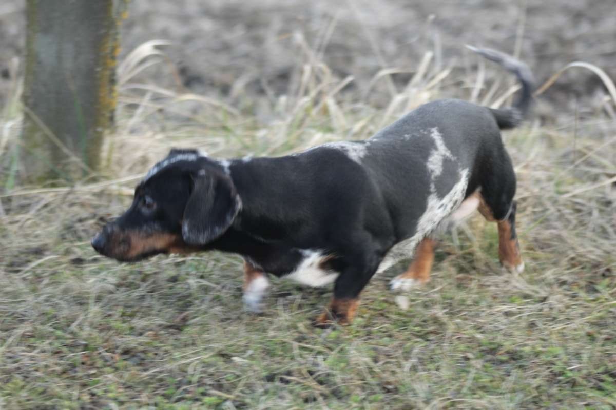 Standard Dackel Hündin sucht neues Traumzuhause - 6