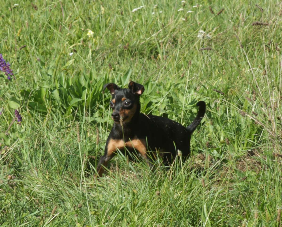 Zwergpinscher Hündin sucht neues Traumzuhause - 6
