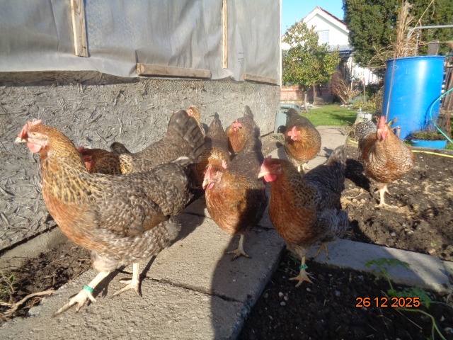 Bruteier Bielefelder kennfarbig - 6