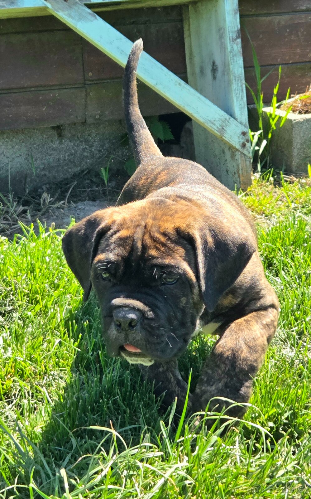 Cane corso mit Stammbaum - 6