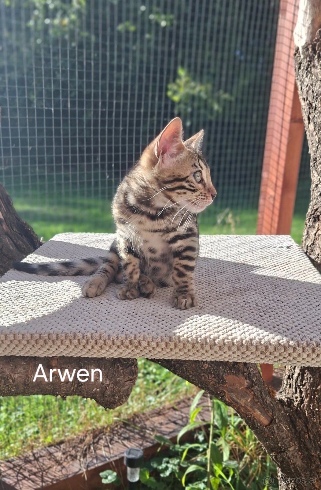 BENGAL-KITTEN MIT FIFe-STAMMBAUM - 6