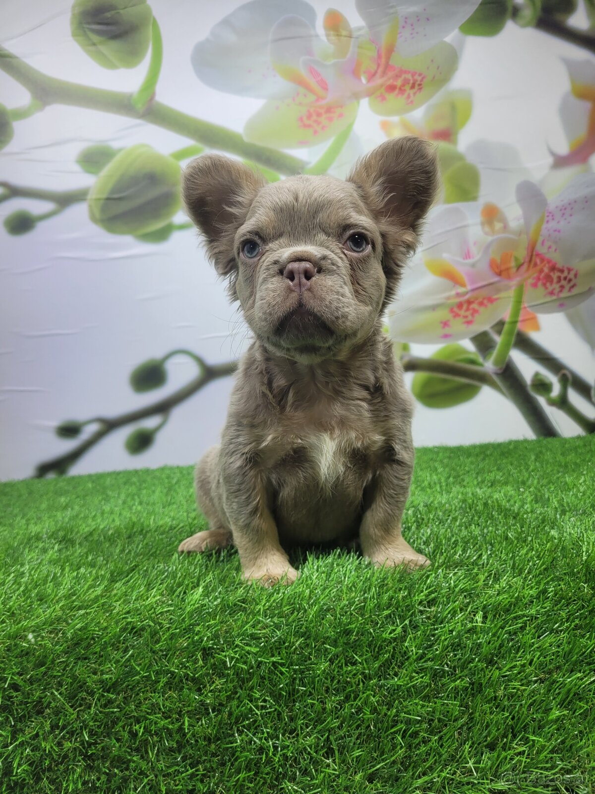 Französische Bulldogge - 6