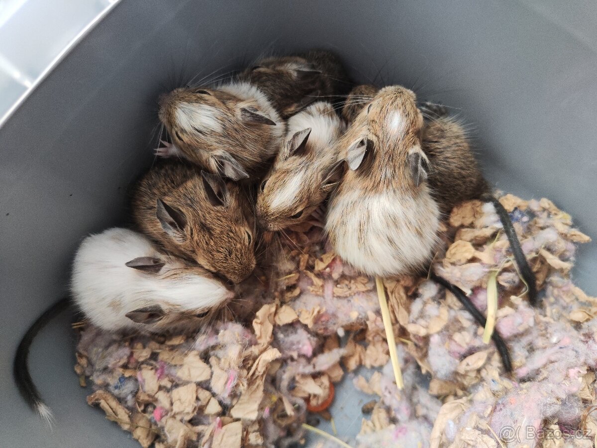 Degus - 6