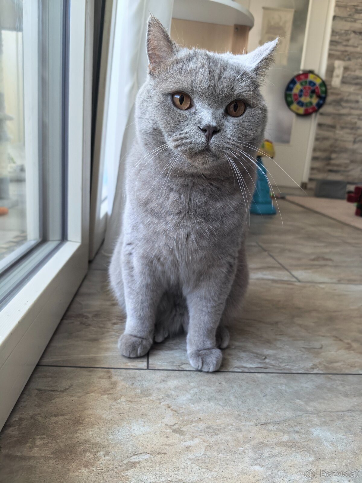 BKH Kater - Notfallabgabe (Katze) - 6
