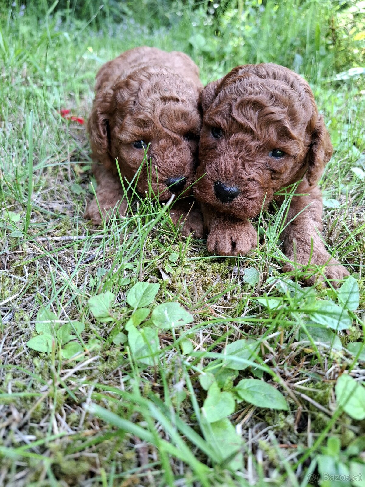 Poodle - 6
