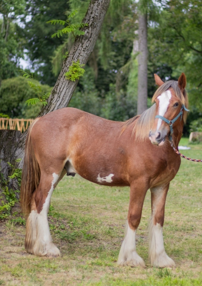 Drum horse hengst - 6