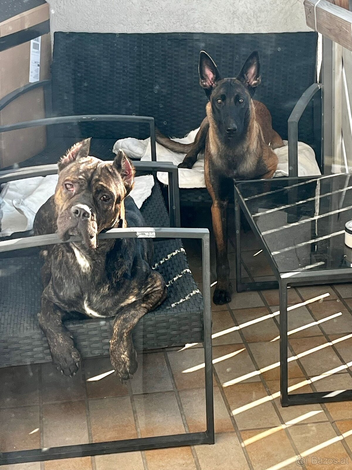 Wurfankündigung Malinois x Cane Corso - 6