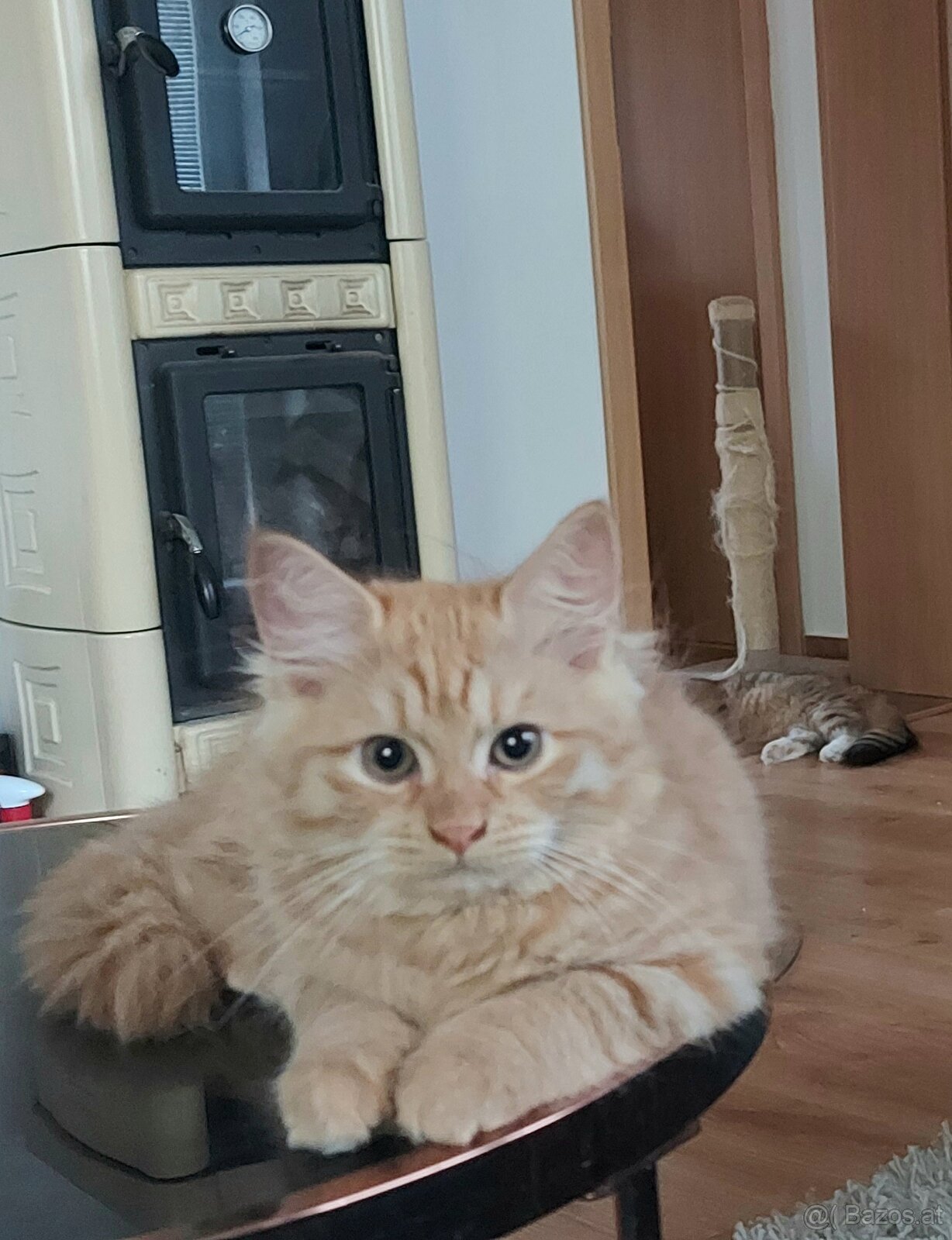 Sibirische Katze – Kater mit Stammbaum (PP) - 6