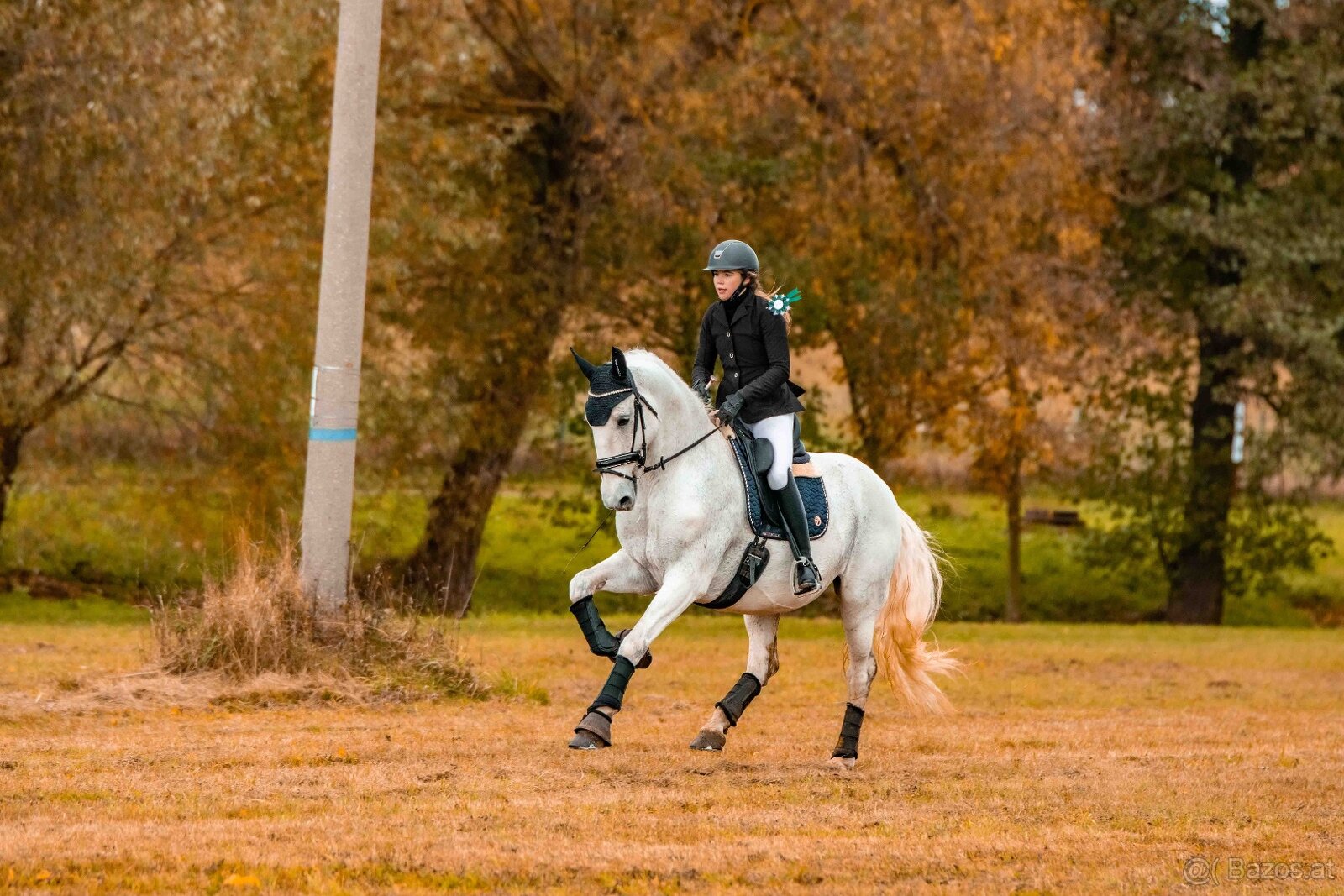 Kladruber horse - 6