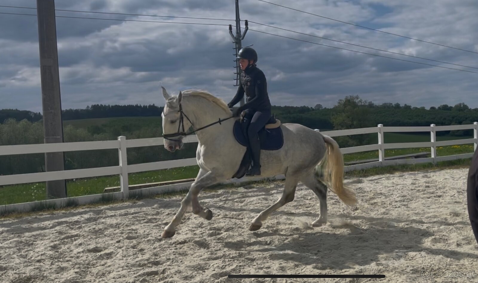 Kladruber horse - 6