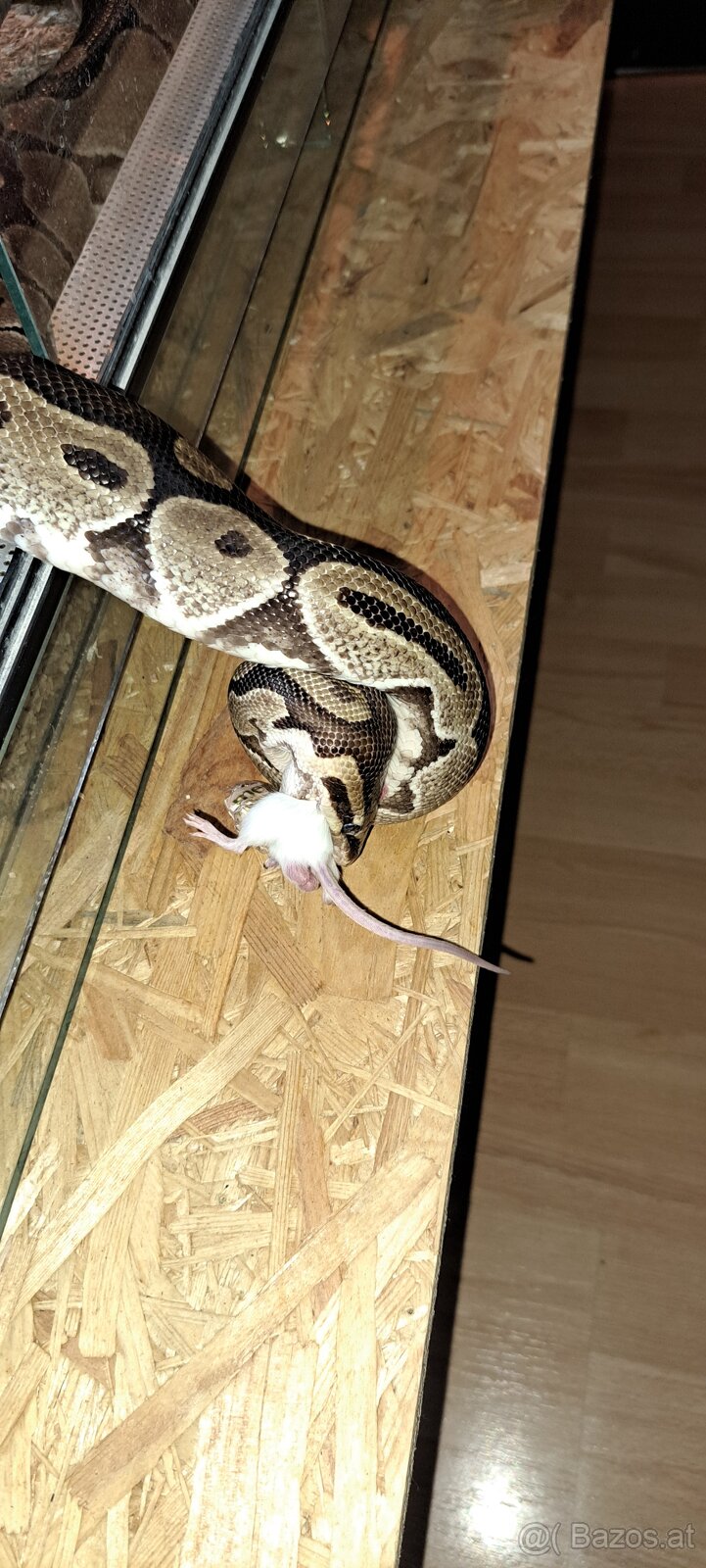 Terrarium inkl. viel Technik - 6