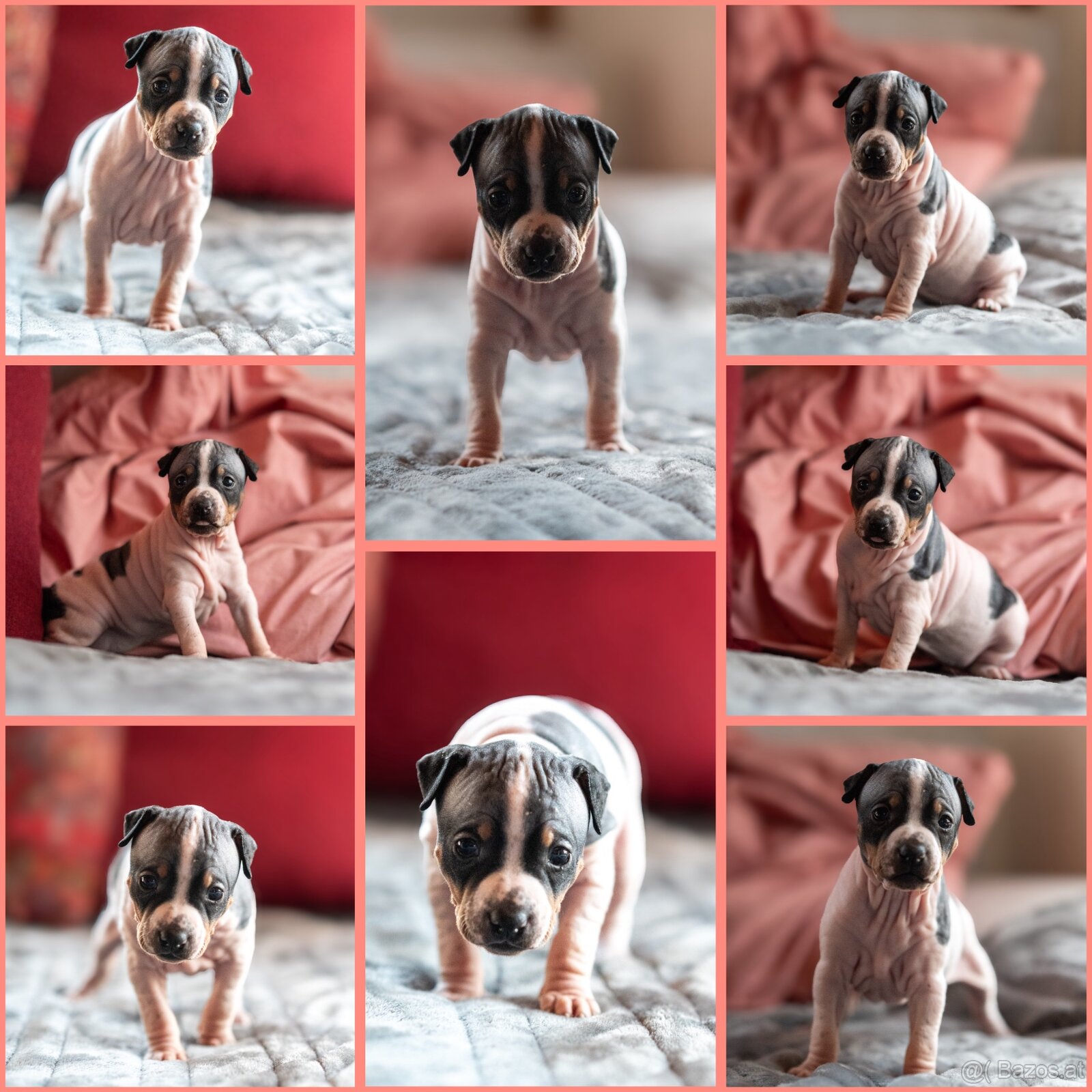 Welpen des Amerikanischen Nacktterriers - 6