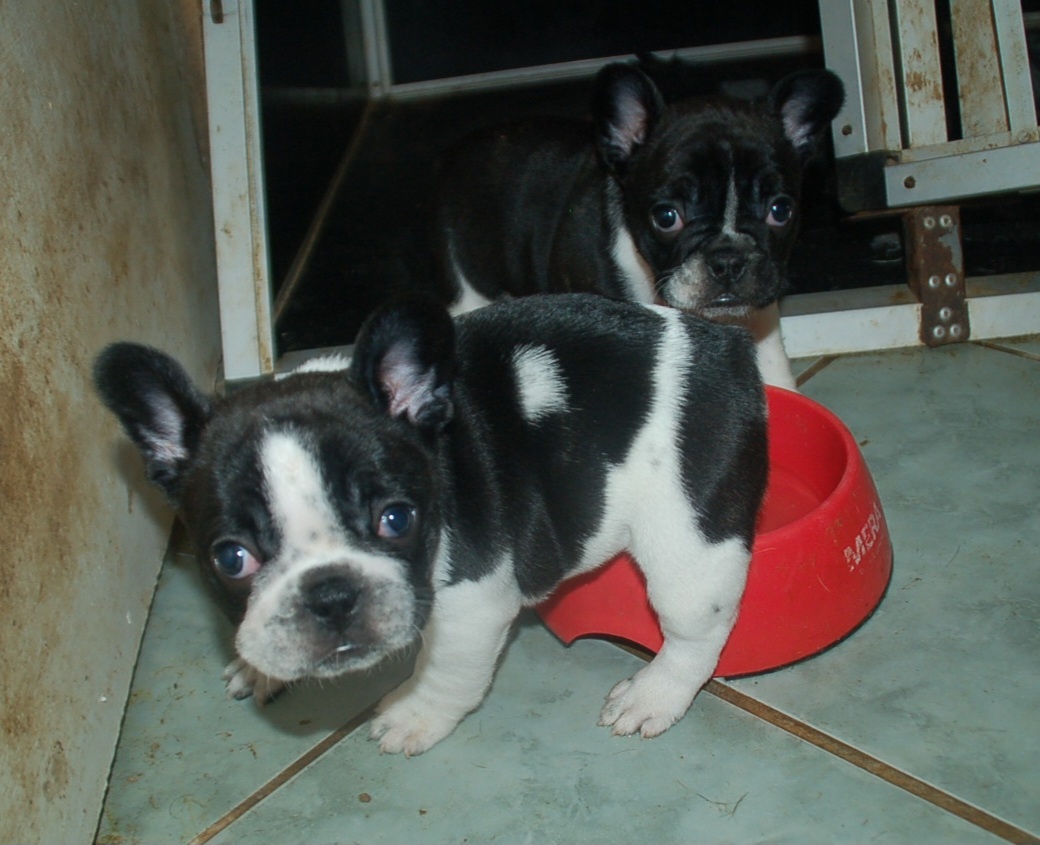 Französische bulldogge - 6