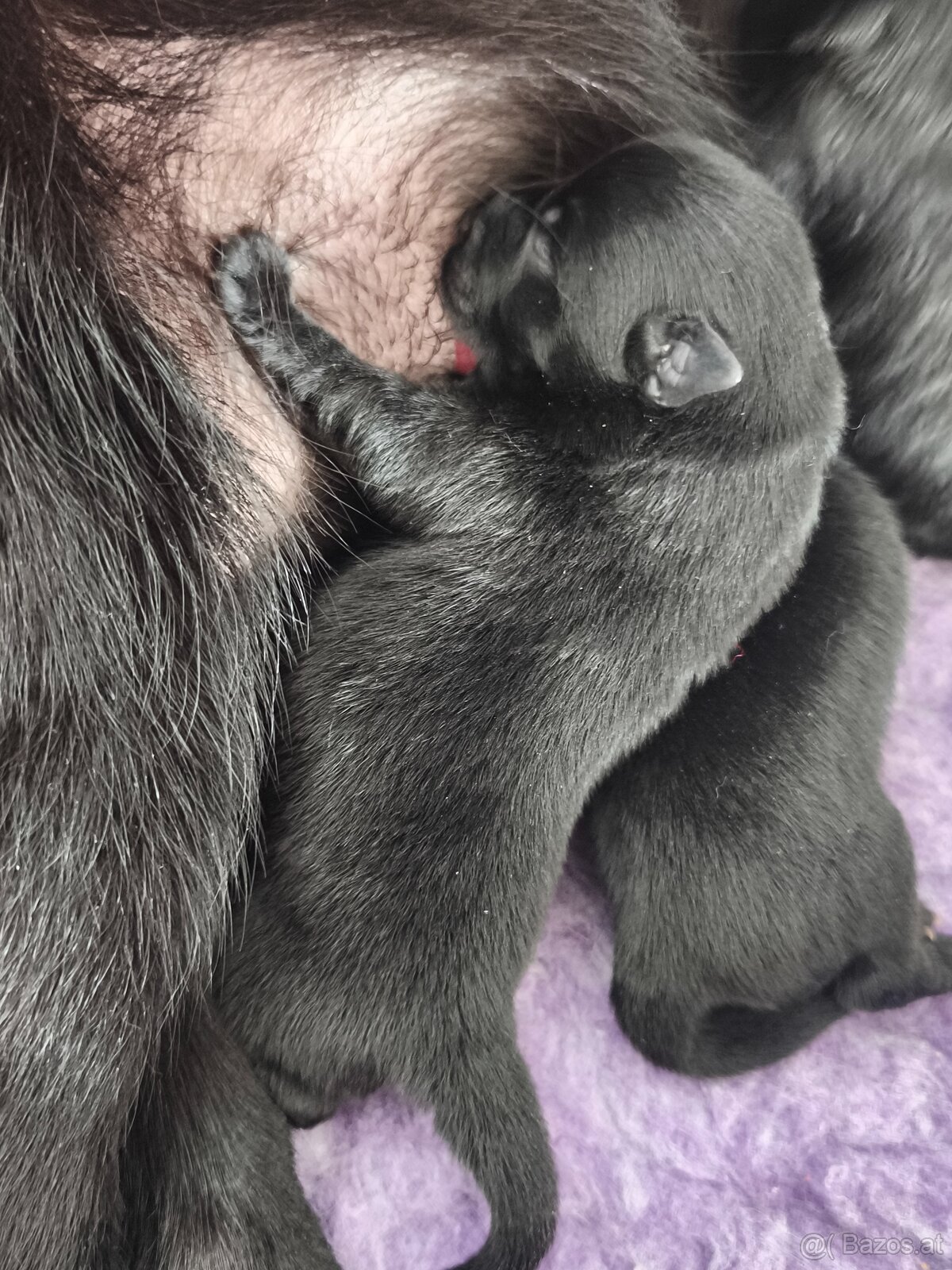 Schipperke - 6