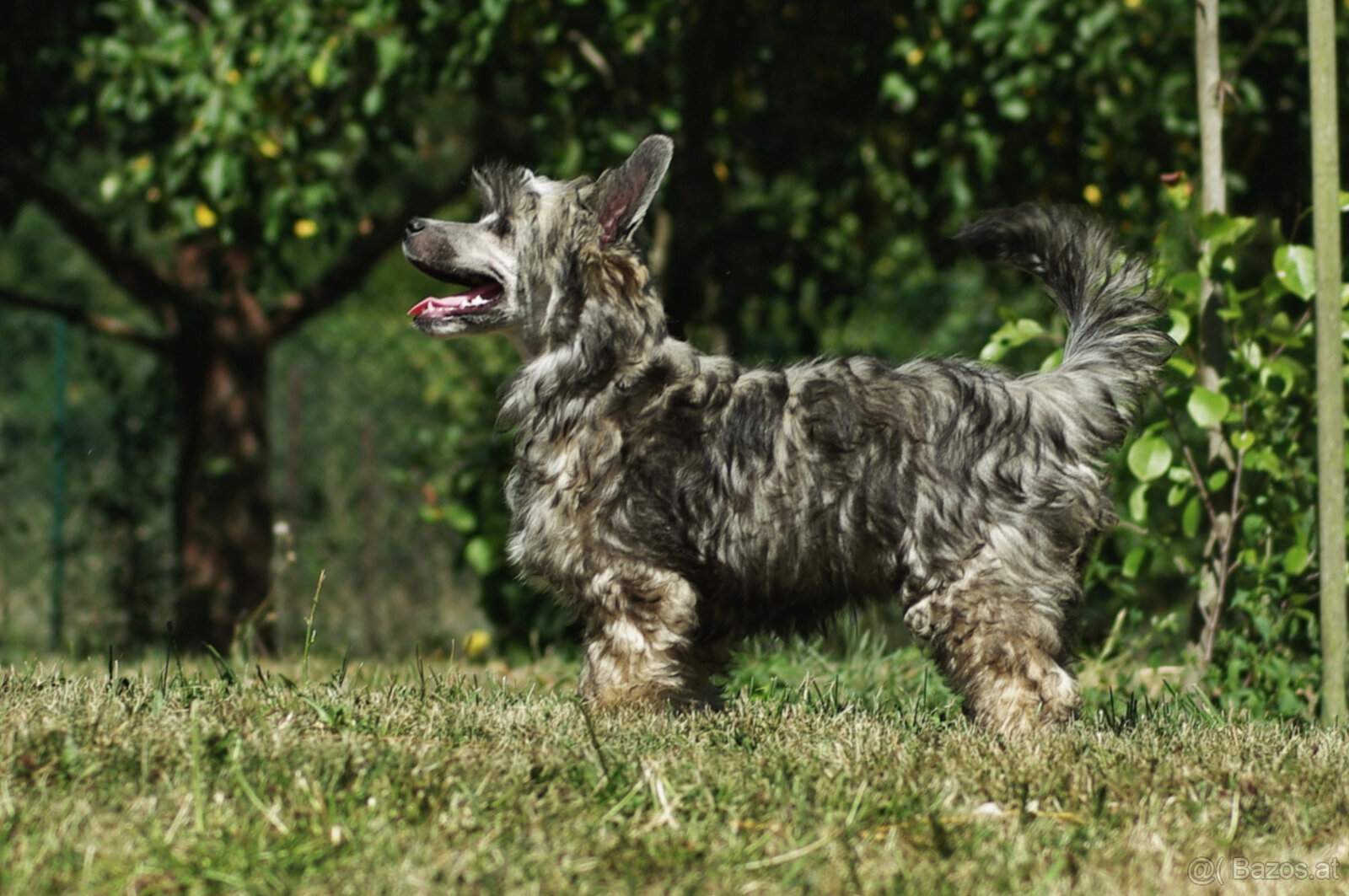chinese crested dog - hairless - FCI - 6