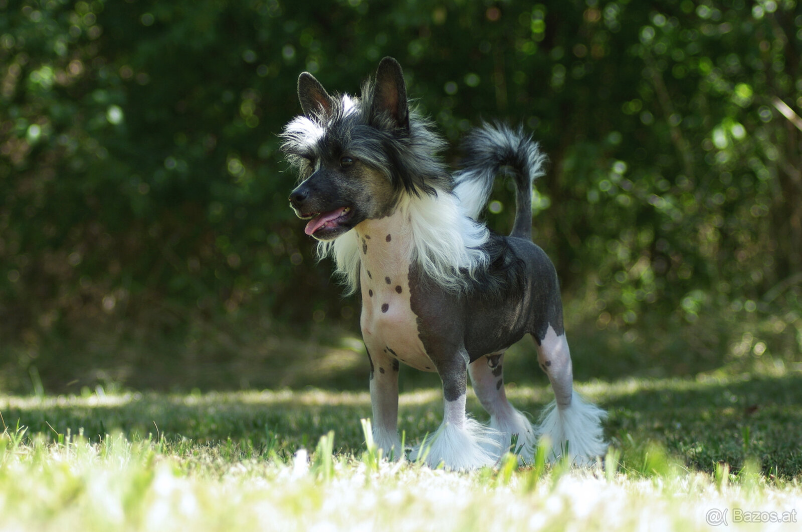 chinese crested dog - hairless - FCI - 6