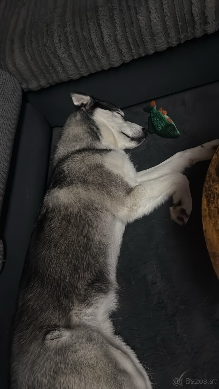 Sibirischer Husky Rüde zu vergeben - 6