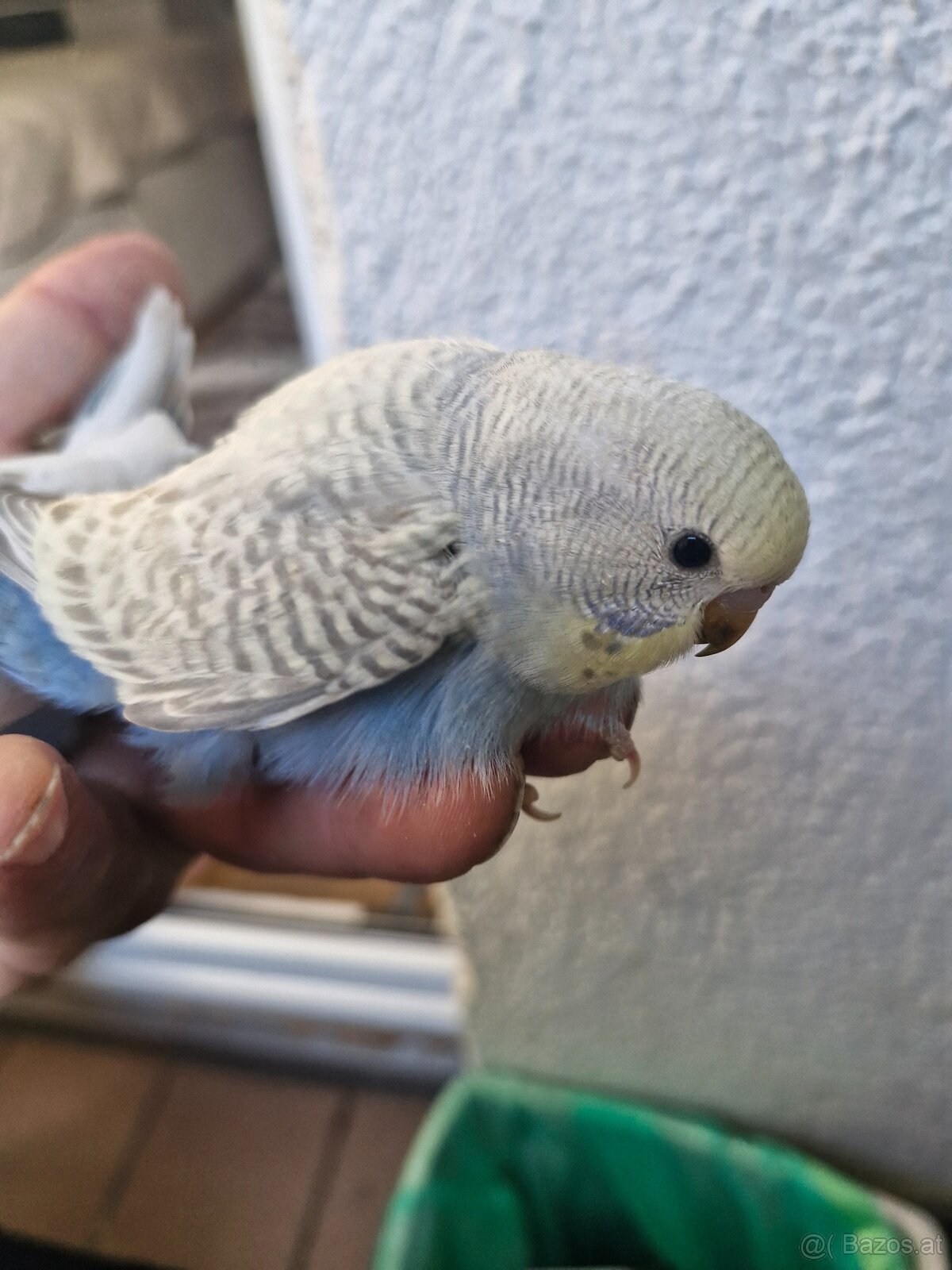 Nest junge Wellensittich - 6