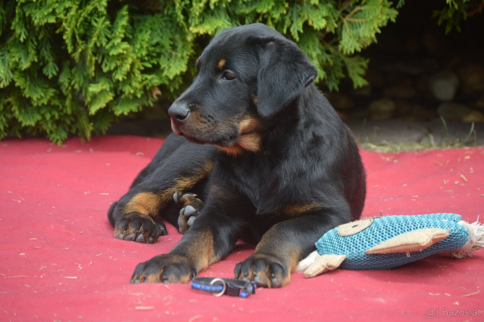 Beauceron Welpen (Berger de Beauce) - 6
