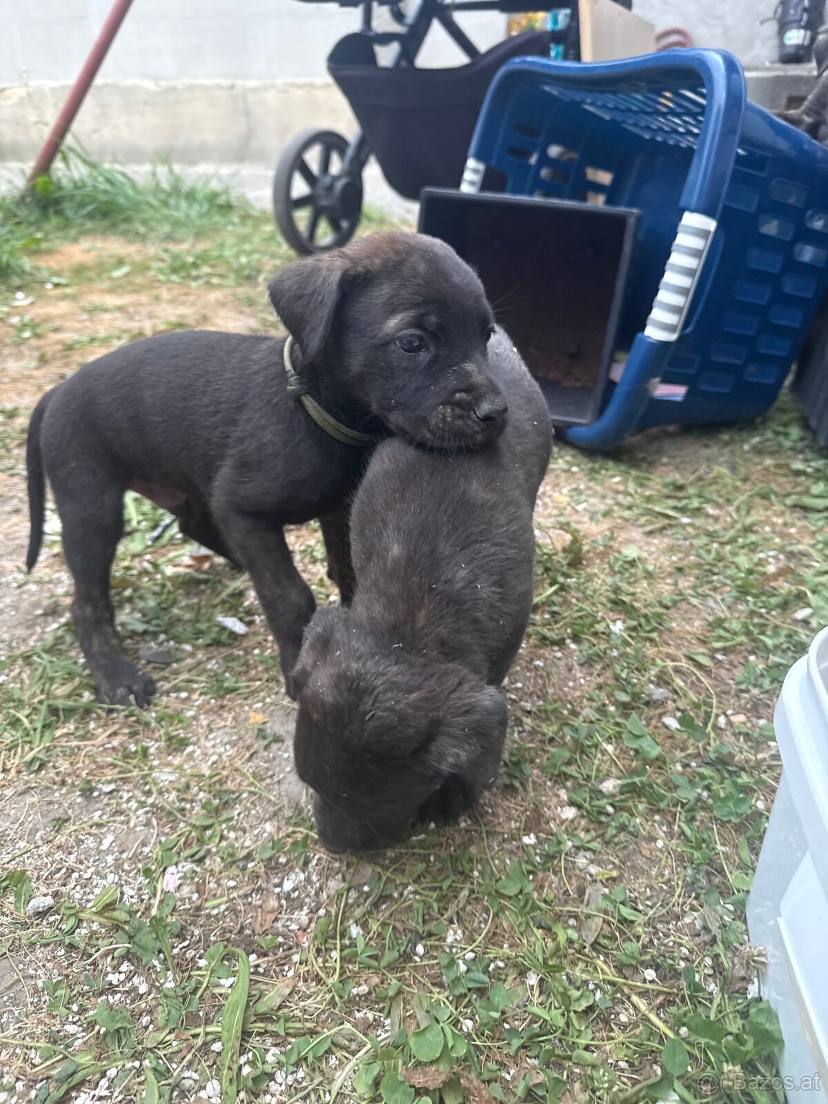 Welpen Malinois x Cane Corso - 6