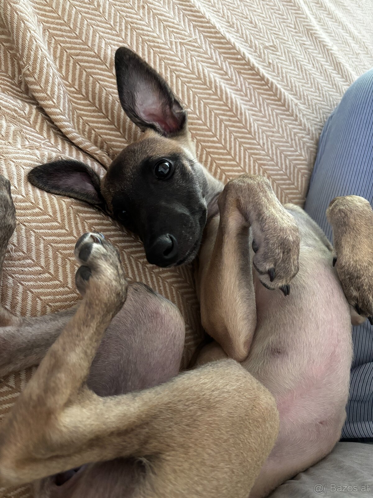 Windhund/Whippet mit PP - 6