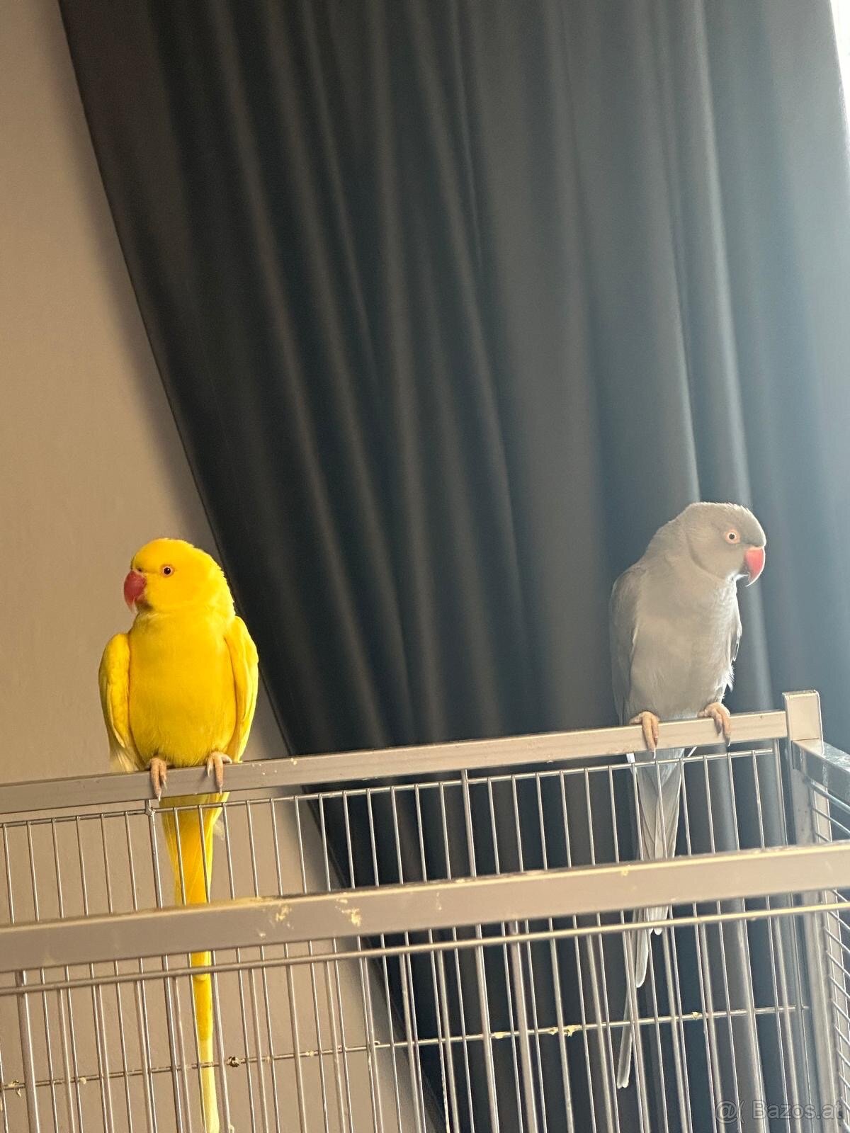 Halsbandsittiche Zuchtpaar – Gelb/Grau – mit Käfig, Zu - 6