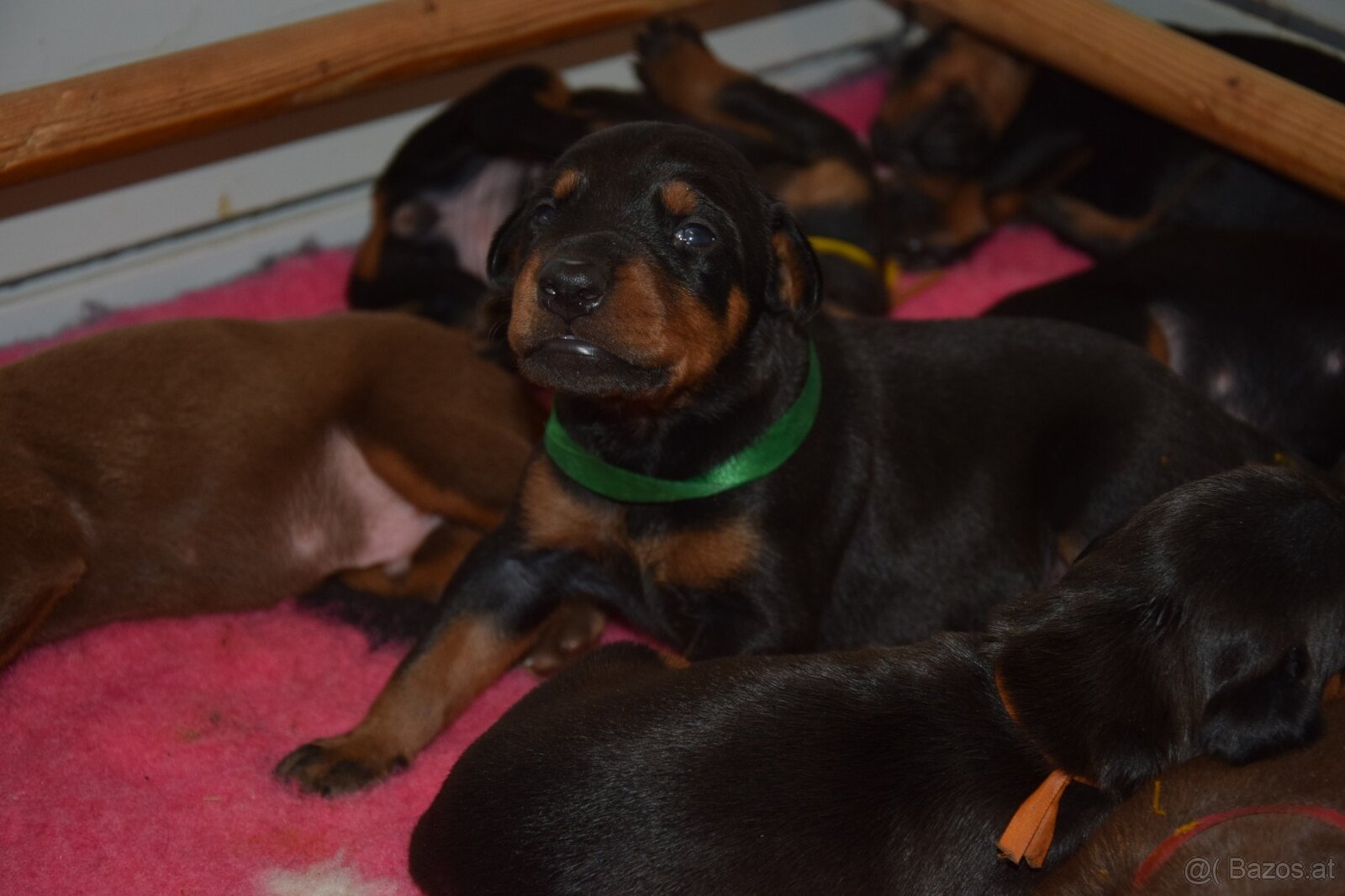 Dobermann - spitzen Welpen mit FCI Ahnentafel - 6