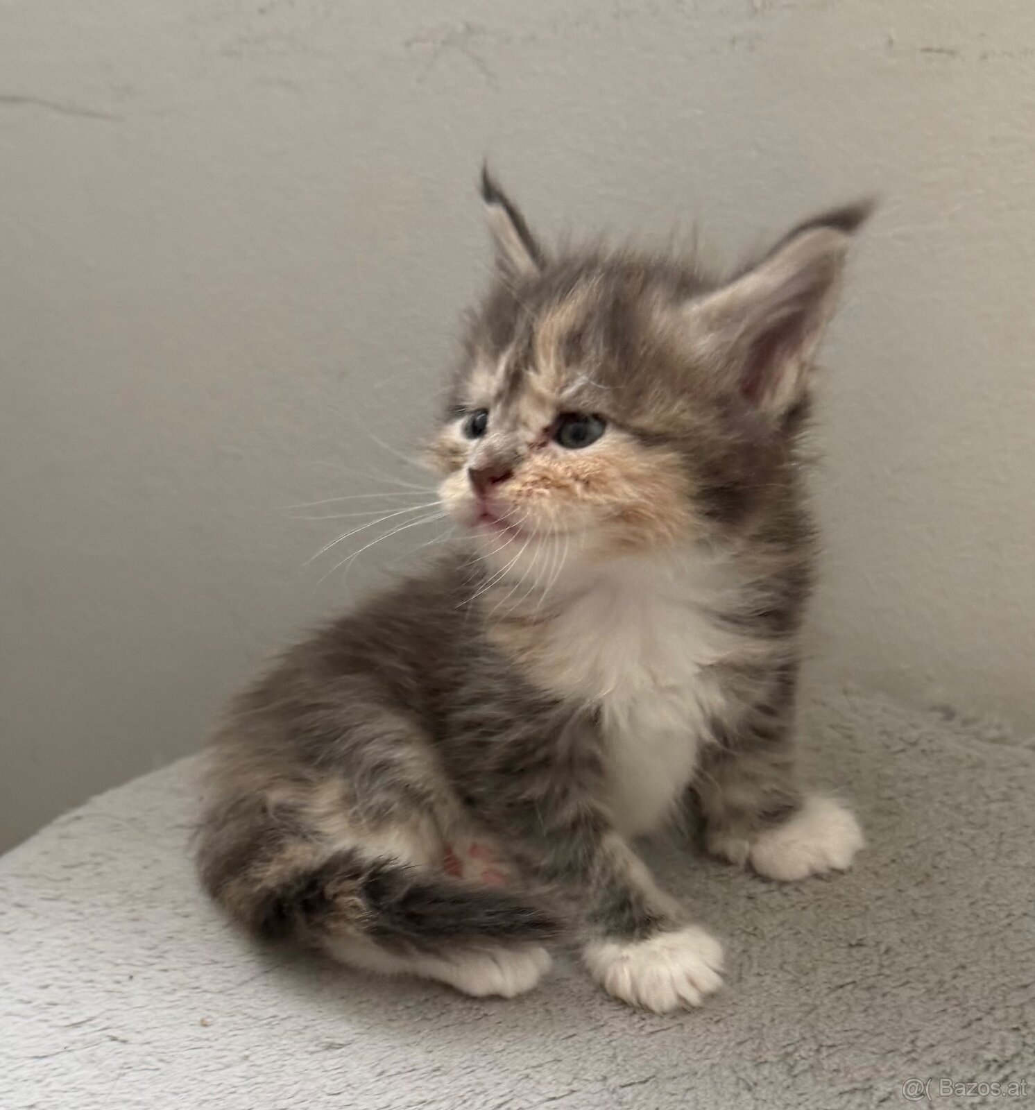 Maincoon - 6
