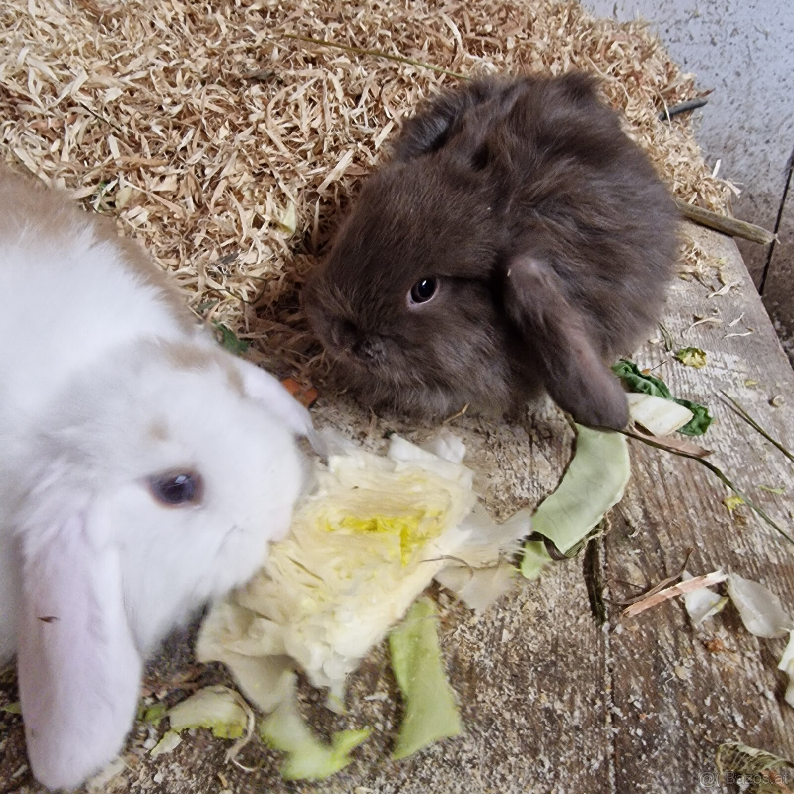 Minilop Häschen - 6