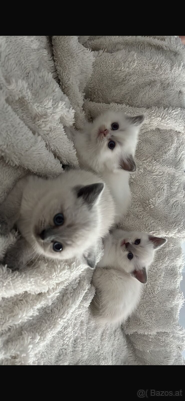 BKH-Kitten Colorpoint - 6