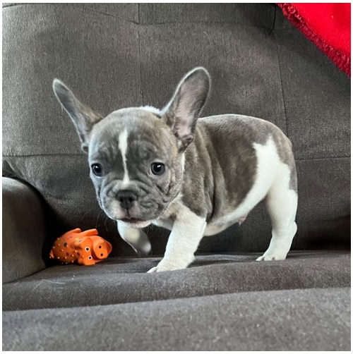 Französische Bulldoggen Welpen mit Ahnentafel - 6