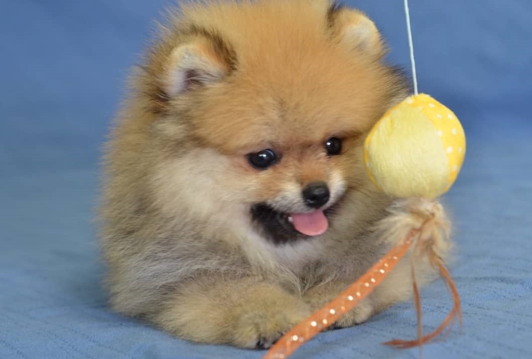 Pomeranian ZwergSpitz Teddy Welpen - 6