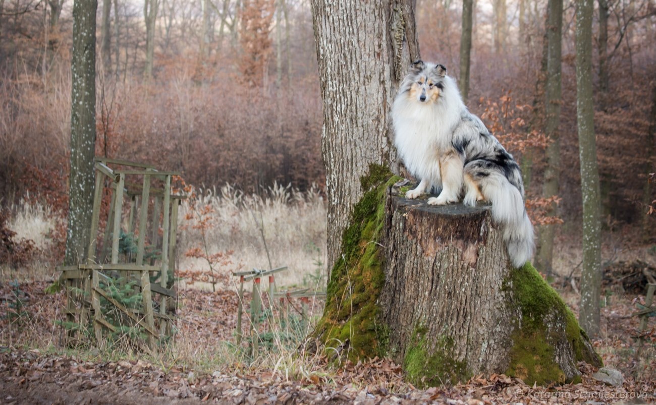 Collie Langhaar Welpen (FCI Stammbaum) - 6