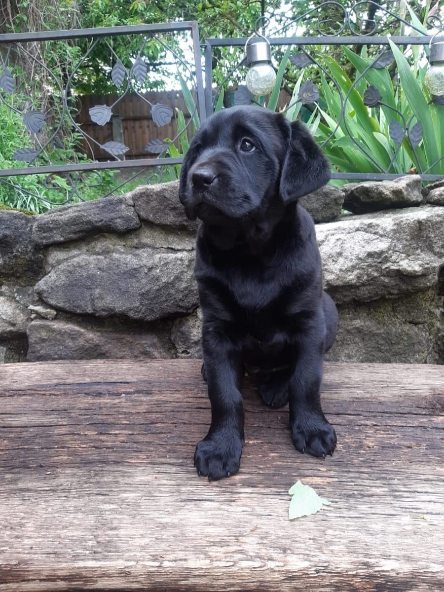 Süße Labrador Welpen mit Papieren - 6