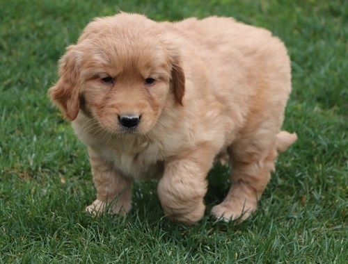 Golden Retriever Welpen suchen Ihre Familie Welpen mit Ahne - 6