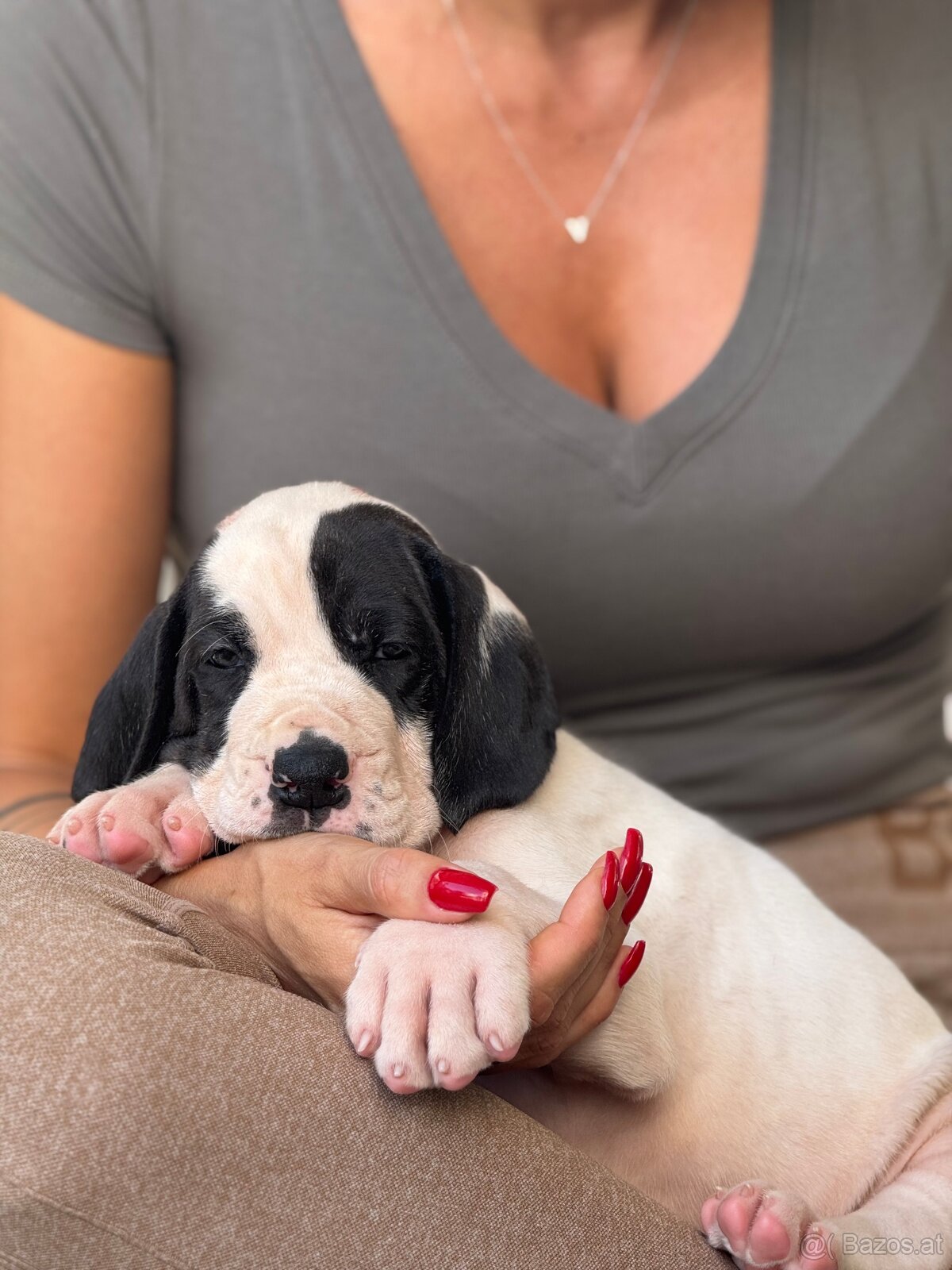 Deutsche-Dogge-Welpen, Deutsche Dogge - 6