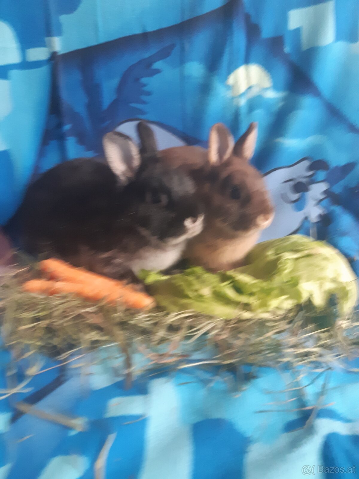Zwergkaninchen Babys zu vergeben - 6