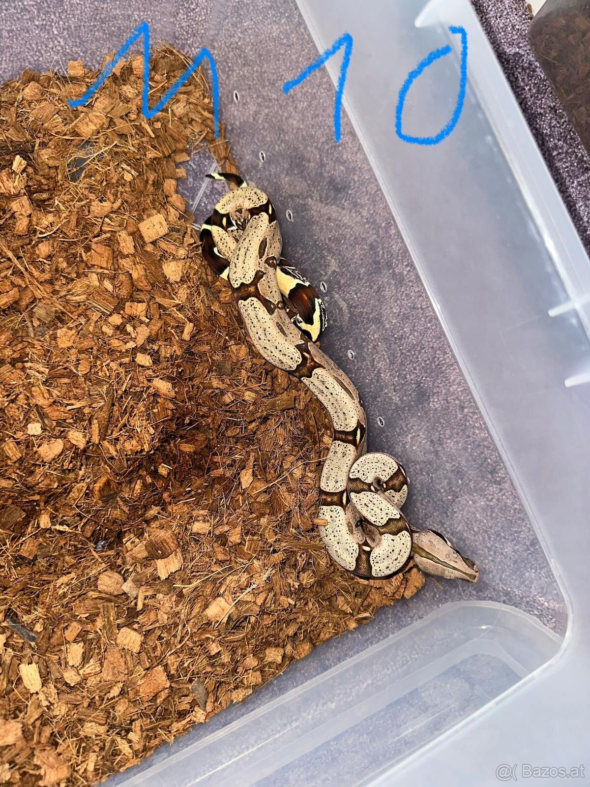 Boa constrictor Constrictor surinam - 6