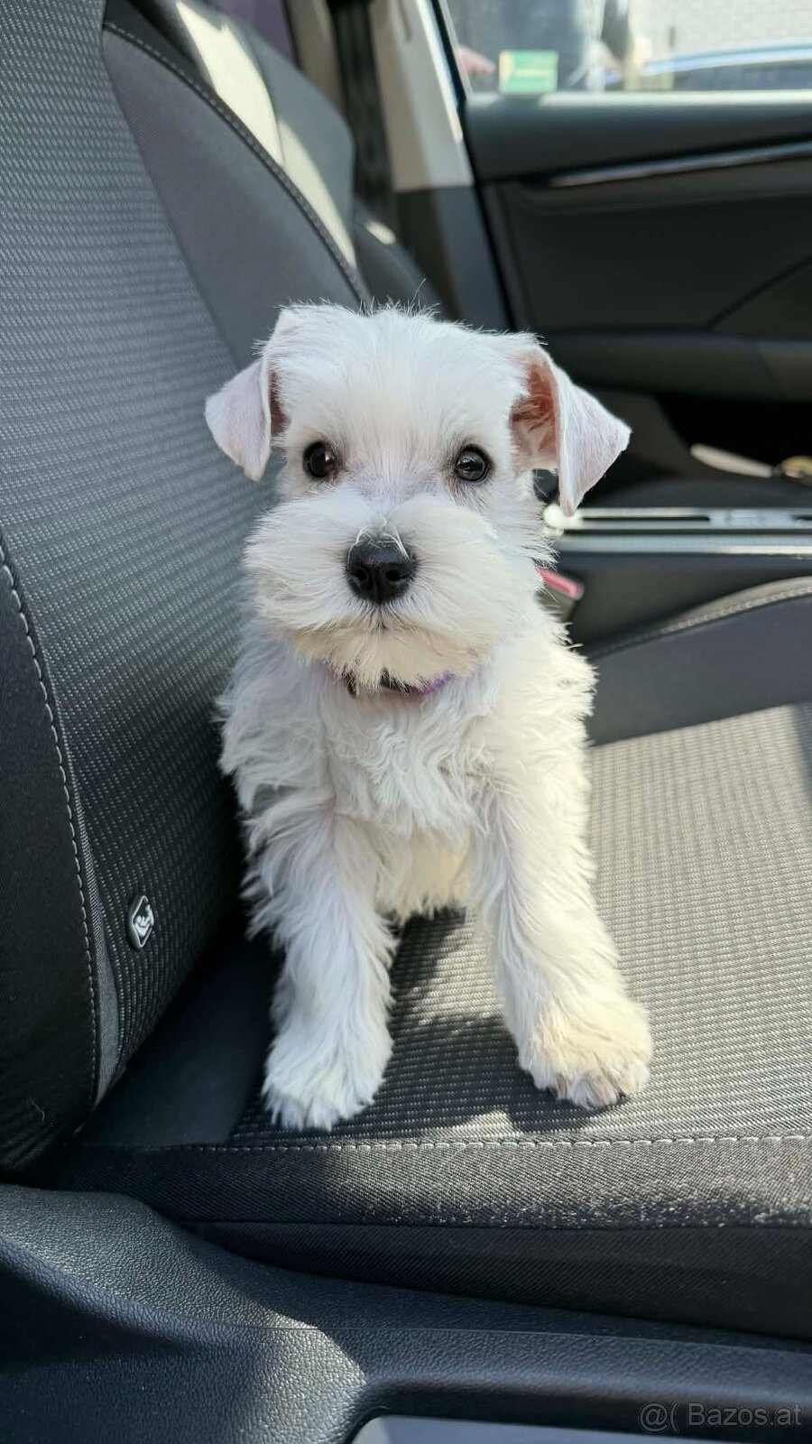 Schnauzer miniatúrne white - 6