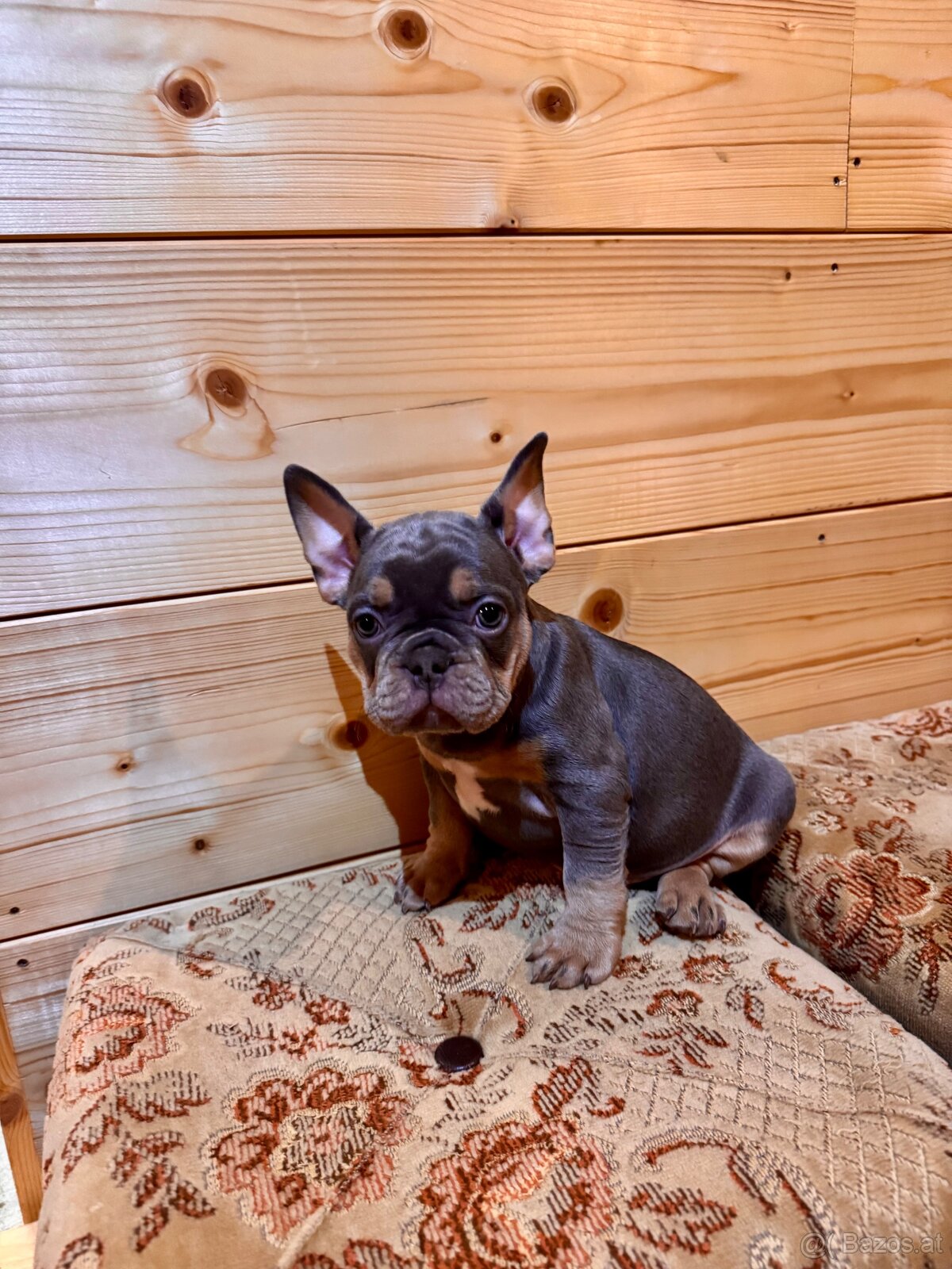 Französischen Bulldoggen - 6