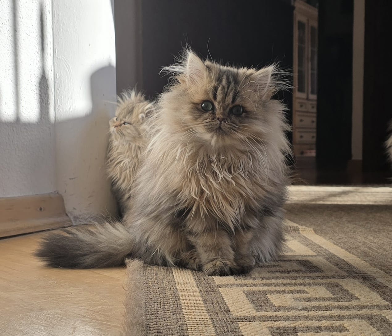 Reinrassige Perserkatzen - 6