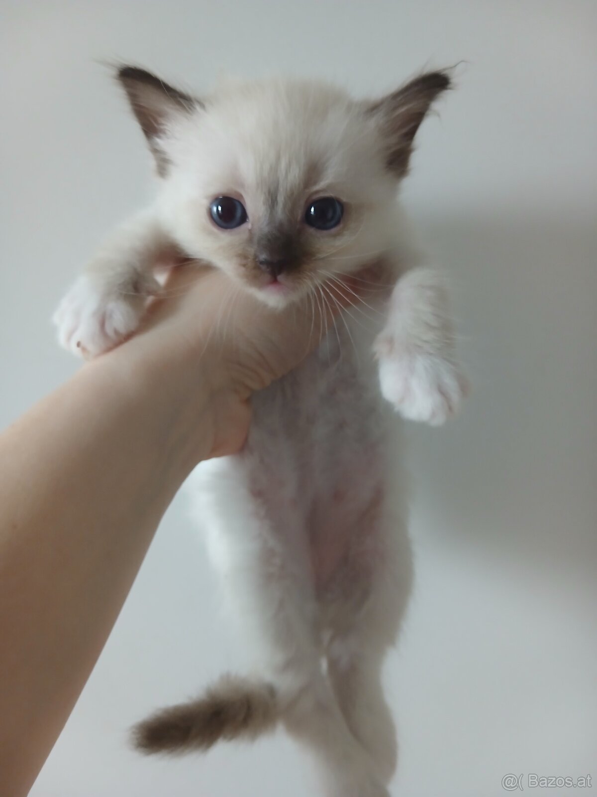 Ragdoll kitten - 6