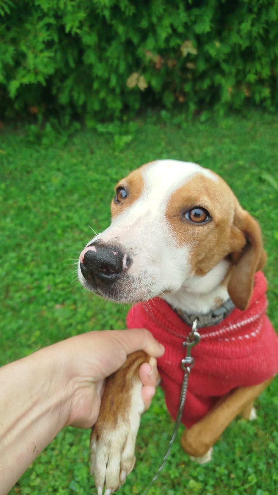 Für alle, die einem Hund ein liebevolles Zuhause schenken mö - 6