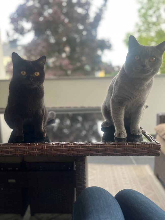 2 Britisch Kurzhaar Blue und Darkchocolate - 6