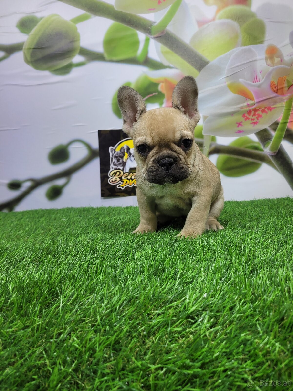 Französische Bulldoggen - 6