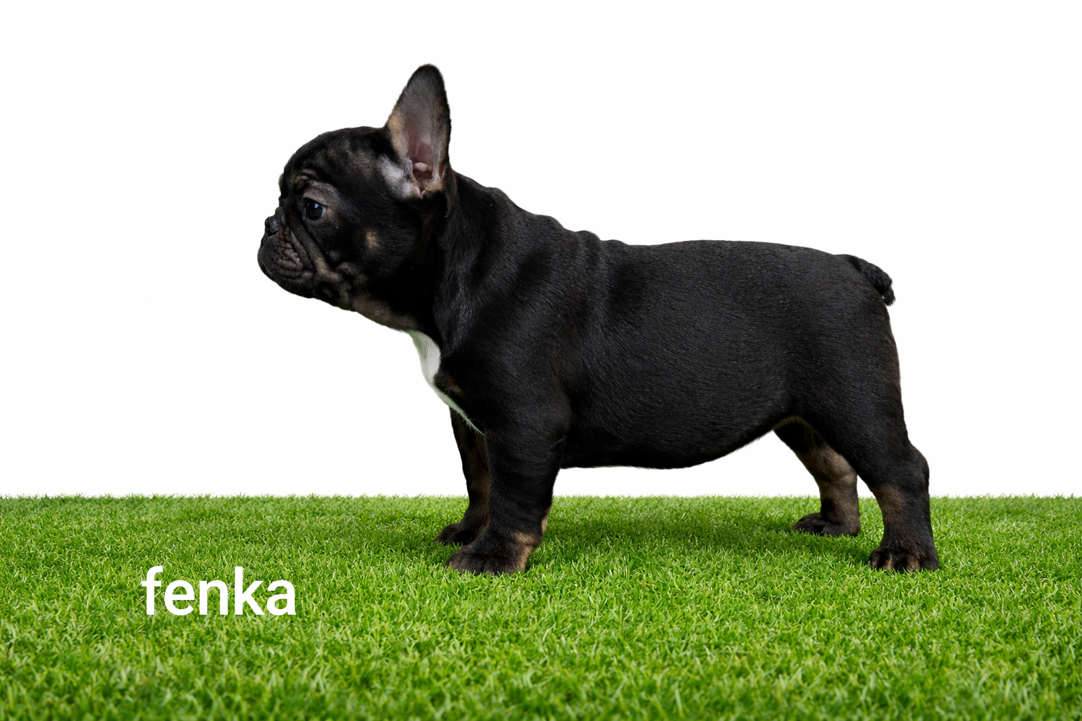 Französischen Bulldog - 6